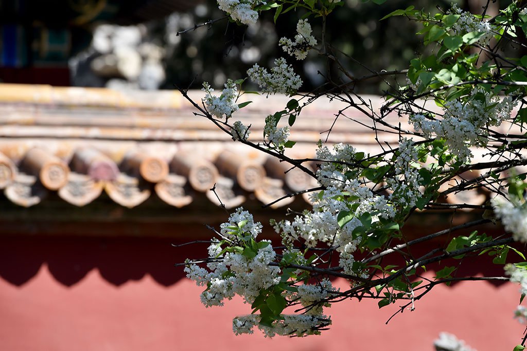 <b>ʹǽӳɫ</b>